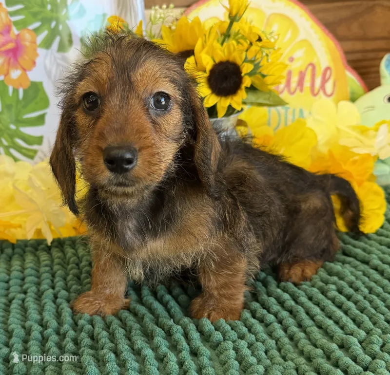 Sammy Wire – Dachshund puppy for sale in Gaffney, SC