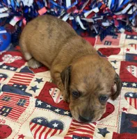 Jenny, a female Miniature Dachshund for sale in Gaffney, SC – 1 of 3