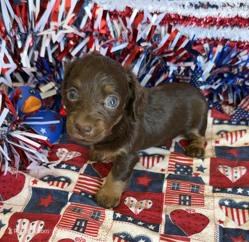 Willow – Miniature Dachshund puppy for sale in Gaffney, SC