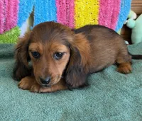 Ella, a female Miniature Dachshund for sale in Gaffney, SC – Photo 1 of 3