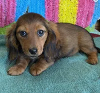 Ella, a female Miniature Dachshund for sale in Gaffney, SC – Photo 2 of 3