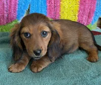 Ella, a female Miniature Dachshund for sale in Gaffney, SC – Photo 3 of 3