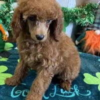Fancy, a female Poodle - Toy  for sale in Gaffney, SC – Photo 2 of 3