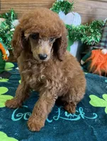 Fancy, a female Poodle - Toy  for sale in Gaffney, SC – Photo 2 of 3