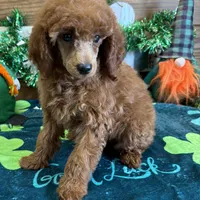 Fancy, a female Poodle - Toy  for sale in Gaffney, SC – Photo 3 of 3
