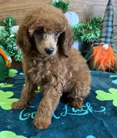 Fancy, a female Poodle - Toy  for sale in Gaffney, SC – Photo 3 of 3
