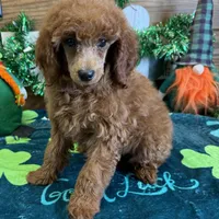 Fancy, a female Poodle - Toy  for sale in Gaffney, SC – Photo 1 of 3