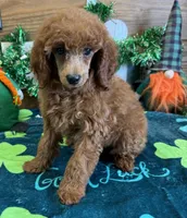 Fancy, a female Poodle - Toy  for sale in Gaffney, SC – Photo 1 of 3
