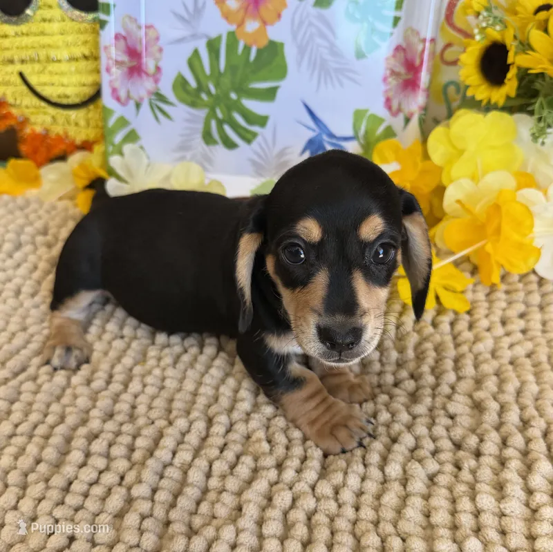 Otis – Miniature Dachshund puppy for sale in Gaffney, SC