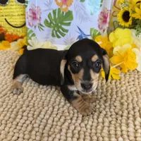 Otis, a male Miniature Dachshund for sale in Gaffney, SC – 1 of 3