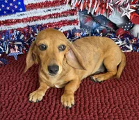 Ellis, a male Dachshund for sale in Gaffney, SC – 1 of 6