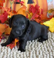 Ace, a male Miniature Dachshund for sale in Gaffney, SC – 3 of 3