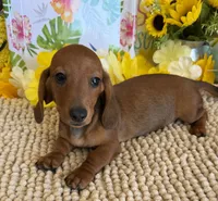 Reba 1, a female Miniature Dachshund for sale in Gaffney, SC – 1 of 8