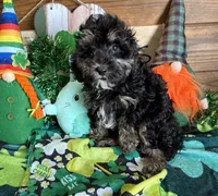 Abe, a male Cockapoo for sale in Gaffney, SC – Photo 2 of 2