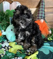 Abe, a male Cockapoo for sale in Gaffney, SC – Photo 1 of 2