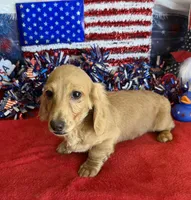 Tucker, a male Dachshund for sale in Gaffney, SC – 3 of 3