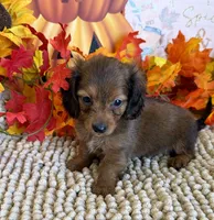 Sarge, a male Miniature Dachshund for sale in Gaffney, SC – 3 of 3