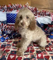 Bear, a male Cockapoo for sale in Gaffney, SC – 2 of 5