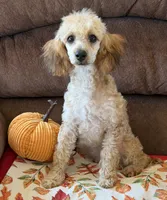 Trudy, a female Poodle - Toy  for sale in Gaffney, SC – 4 of 5