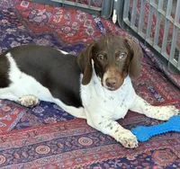 John, a male Miniature Dachshund for sale in Gaffney, SC – 6 of 6