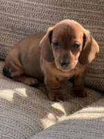 Reba 1, a female Miniature Dachshund for sale in Gaffney, SC – 5 of 8