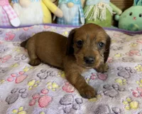 Rhett, a male Dachshund for sale in Gaffney, SC – Photo 2 of 3