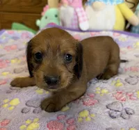 Rhett, a male Dachshund for sale in Gaffney, SC – Photo 3 of 3