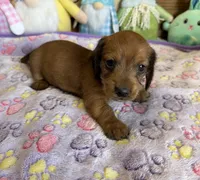 Rhett, a male Dachshund for sale in Gaffney, SC – Photo 1 of 3