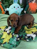 Cutter, a male Miniature Dachshund for sale in Gaffney, SC – Photo 3 of 3