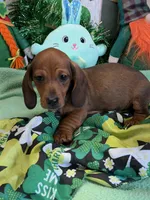 Cutter, a male Miniature Dachshund for sale in Gaffney, SC – Photo 1 of 3