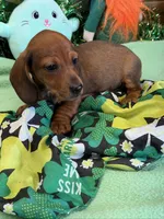 Cutter, a male Miniature Dachshund for sale in Gaffney, SC – Photo 2 of 3