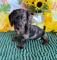 Speckles Wire Girl, a female Miniature Dachshund for sale in Gaffney, SC – 2 of 3