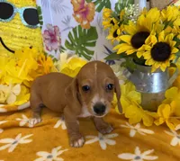 Annie, a female Miniature Dachshund for sale in Gaffney, SC – 2 of 6
