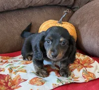 Toby, a male Miniature Dachshund for sale in Gaffney, SC – 3 of 3