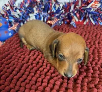 Reba, a female Miniature Dachshund for sale in Gaffney, SC – 3 of 3