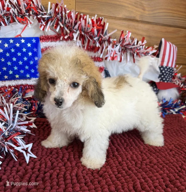 Beth – Poodle - Toy  puppy for sale in Gaffney, SC