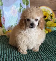 Adam, a male Poodle - Toy  for sale in Gaffney, SC – 2 of 3