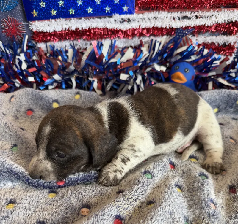 Tonka – Miniature Dachshund puppy for sale in Gaffney, SC