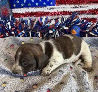 Tonka, a male Miniature Dachshund for sale in Gaffney, SC – 1 of 2