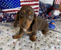 Bucky, a male Dachshund for sale in Gaffney, SC – 2 of 3