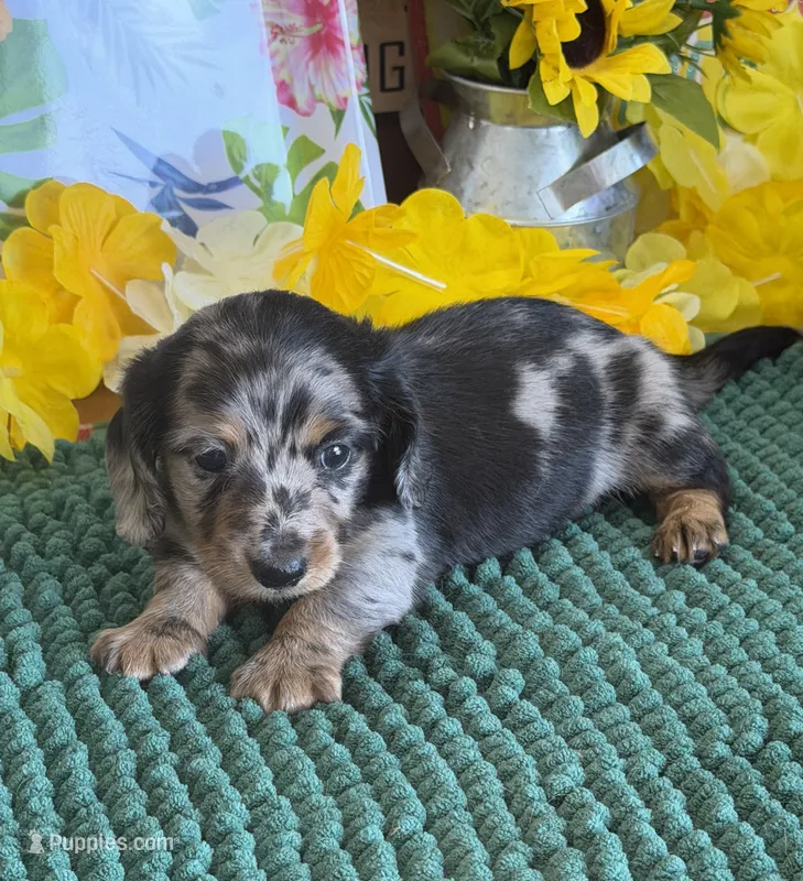 Annie – Miniature Dachshund puppy for sale in Gaffney, SC