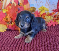 Tilly, a female Miniature Dachshund for sale in Gaffney, SC – 3 of 3