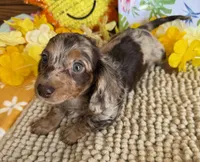 Kit, a female Miniature Dachshund for sale in Gaffney, SC – 2 of 3