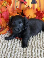 Salem, a female Miniature Dachshund for sale in Gaffney, SC – 3 of 3