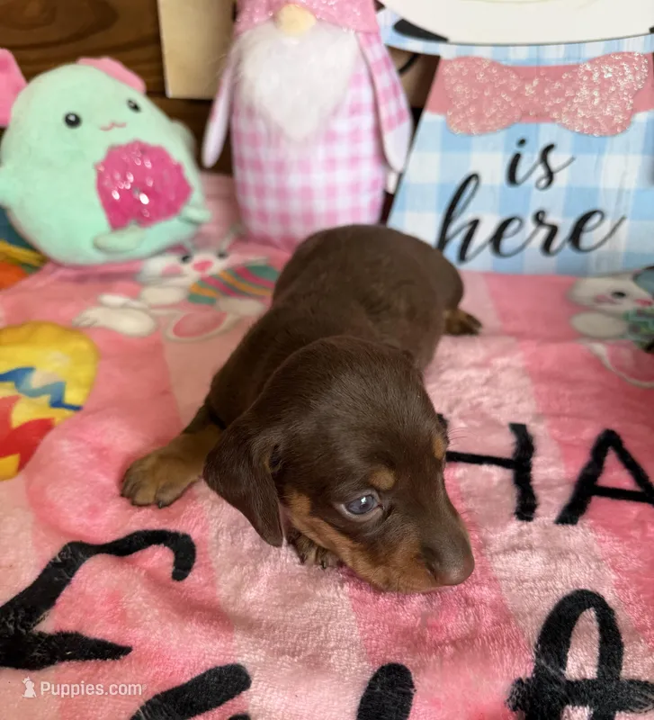 Bambi – Miniature Dachshund puppy for sale in Gaffney, SC