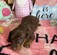 Bambi, a female Miniature Dachshund for sale in Gaffney, SC – Photo 2 of 2