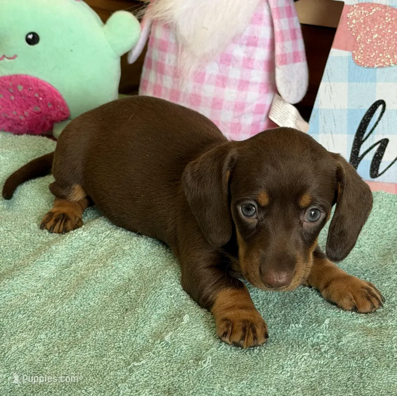 Bambi – Miniature Dachshund puppy for sale in Gaffney, SC