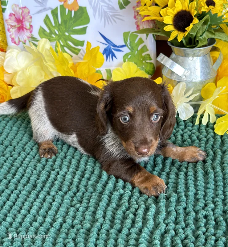 Jace – Miniature Dachshund puppy for sale in Gaffney, SC
