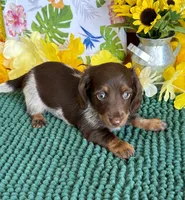 Jace, a male Miniature Dachshund for sale in Gaffney, SC – 1 of 3