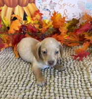 Conner, a male Miniature Dachshund for sale in Gaffney, SC – 2 of 3